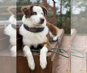Australian Shepherd-Huskies  Mix Dogs for adoption in New Orleans, LA, USA