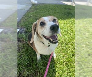 Beagle Dogs for adoption in Vero Beach, FL, USA