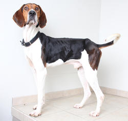 Treeing Walker Coonhound Dogs for adoption in Eden Prairie, MN, USA