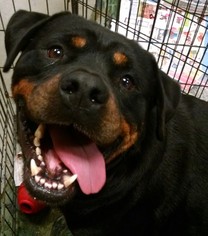 Rottweiler Dogs for adoption in Pembroke, GA, USA