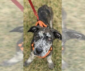Catahoula Leopard Dog Dogs for adoption in Landenberg, PA, USA