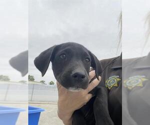 Labrador Retriever Dogs for adoption in Bakersfield, CA, USA