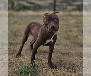 American Staffordshire Terrier-Unknown Mix Dogs for adoption in Lakewood, CO, USA