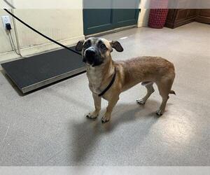 Black Mouth Cur-Unknown Mix Dogs for adoption in Pasadena, CA, USA