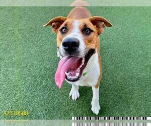 Rhodesian Ridgeback-Unknown Mix Dogs for adoption in West Palm Beach, FL, USA