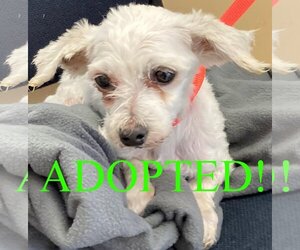 Maltese Dogs for adoption in Westminster, MD, USA