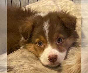 Border-Aussie Dogs for adoption in Newaygo, MI, USA