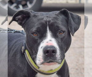 American Bulldog-American Staffordshire Terrier Mix Dogs for adoption in Huntley, IL, USA