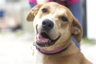 Labrador Retriever-Redbone Coonhound Mix Dogs for adoption in Mountain Home, AR, USA