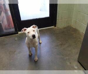 Argentinian Mastiff-Unknown Mix Dogs for adoption in Tulsa, OK, USA