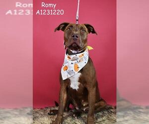 American Pit Bull Terrier Dogs for adoption in Bakersfield, CA, USA