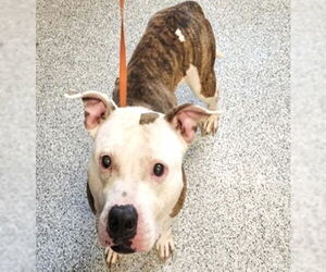 American Pit Bull Terrier-Unknown Mix Dogs for adoption in Houston, TX, USA