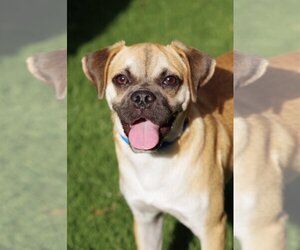 Puggle Dogs for adoption in Miami, FL, USA