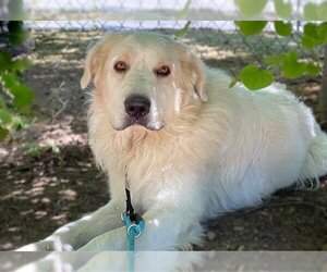Great Pyrenees Dogs for adoption in Sacramento, CA, USA