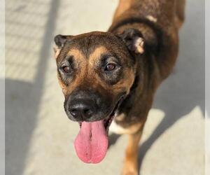 German Shepherd Dog-Unknown Mix Dogs for adoption in Tulsa, OK, USA