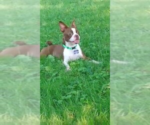 Boston Terrier Dogs for adoption in Pataskala, OH, USA