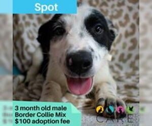 Border Collie-Unknown Mix Dogs for adoption in Jefferson City, TN, USA