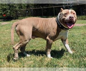 American Pit Bull Terrier Dogs for adoption in Denver, CO, USA