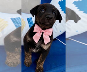 Labrador Retriever-Unknown Mix Dogs for adoption in Jefferson, NJ, USA
