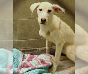 Siberian Husky-Unknown Mix Dogs for adoption in Anchorage, AK, USA