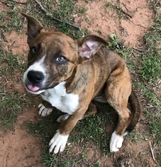 Small Staffordshire Bull Terrier Mix