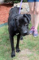 Labrador Retriever Dogs for adoption in Little Rock, AR, USA