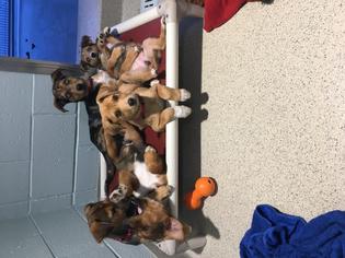 Australian Shepherd Dogs for adoption in Dedham, MA, USA