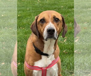 Labrador Retriever-Unknown Mix Dogs for adoption in Farmington, MN, USA