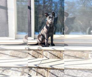 Shepradors Dogs for adoption in Rockville, MD, USA