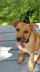 Medium Photo #1 Mutt Puppy For Sale in Coldwater, MI, USA