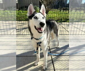 Siberian Husky Dogs for adoption in Sacramento, CA, USA