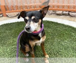 Chihuahua-Unknown Mix Dogs for adoption in Las Vegas, NV, USA