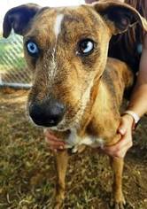 Catahoula Leopard Dog-Unknown Mix Dogs for adoption in Vancouver, WA, USA