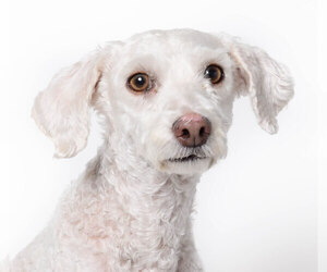 Poodle (Miniature) Dogs for adoption in West Hollywood, CA, USA