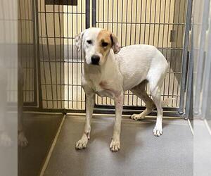Border Collie-Unknown Mix Dogs for adoption in Modesto, CA, USA