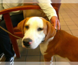 American Foxhound Dogs for adoption in Ocala, FL, USA
