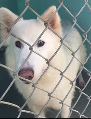 Siberian Husky-Unknown Mix Dogs for adoption in Rockaway, NJ, USA