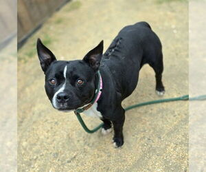 Bulldog-Staffordshire Bull Terrier Mix Dogs for adoption in Long Beach, CA, USA
