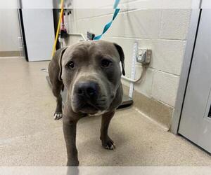American Staffordshire Terrier-Unknown Mix Dogs for adoption in Grand Prairie, TX, USA