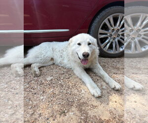 Great Pyrenees-Unknown Mix Dogs for adoption in Grafton, WI, USA