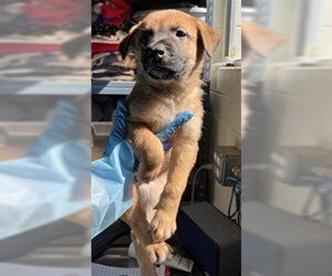 German Shepherd Dog-Unknown Mix Dogs for adoption in San Andreas, CA, USA