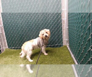 Havanese-Unknown Mix Dogs for adoption in Downey, CA, USA