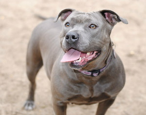American Pit Bull Terrier Dogs for adoption in Spring Lake, NJ, USA