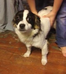 Papillon Dogs for adoption in Newport, KY, USA