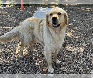 Golden Retriever-Unknown Mix Dogs for adoption in Santa Cruz, CA, USA