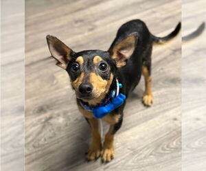 Chihuahua-Unknown Mix Dogs for adoption in Lakewood, CO, USA