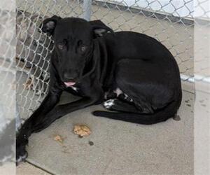 Mutt Dogs for adoption in Bakersfield, CA, USA