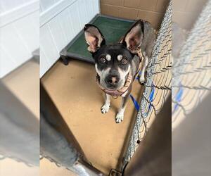 Sharberian Husky Dogs for adoption in Chula Vista, CA, USA