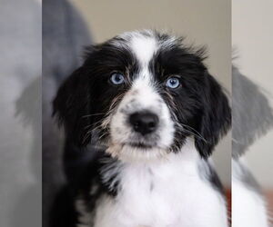 Maltese-Unknown Mix Dogs for adoption in Andover, MN, USA