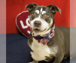 American Pit Bull Terrier-Unknown Mix Dogs for adoption in Placerville, CA, USA